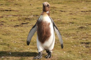 een jong dat zelfstandig moet worden, komt kijken